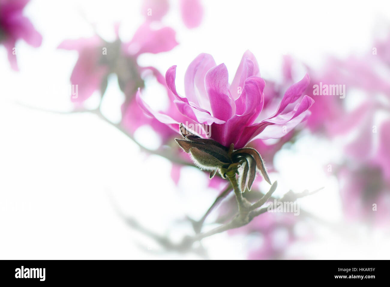 Un high-key, close-up image de la belle floraison rose foncé,printemps fleur de Magnolia prise contre un fond blanc Banque D'Images