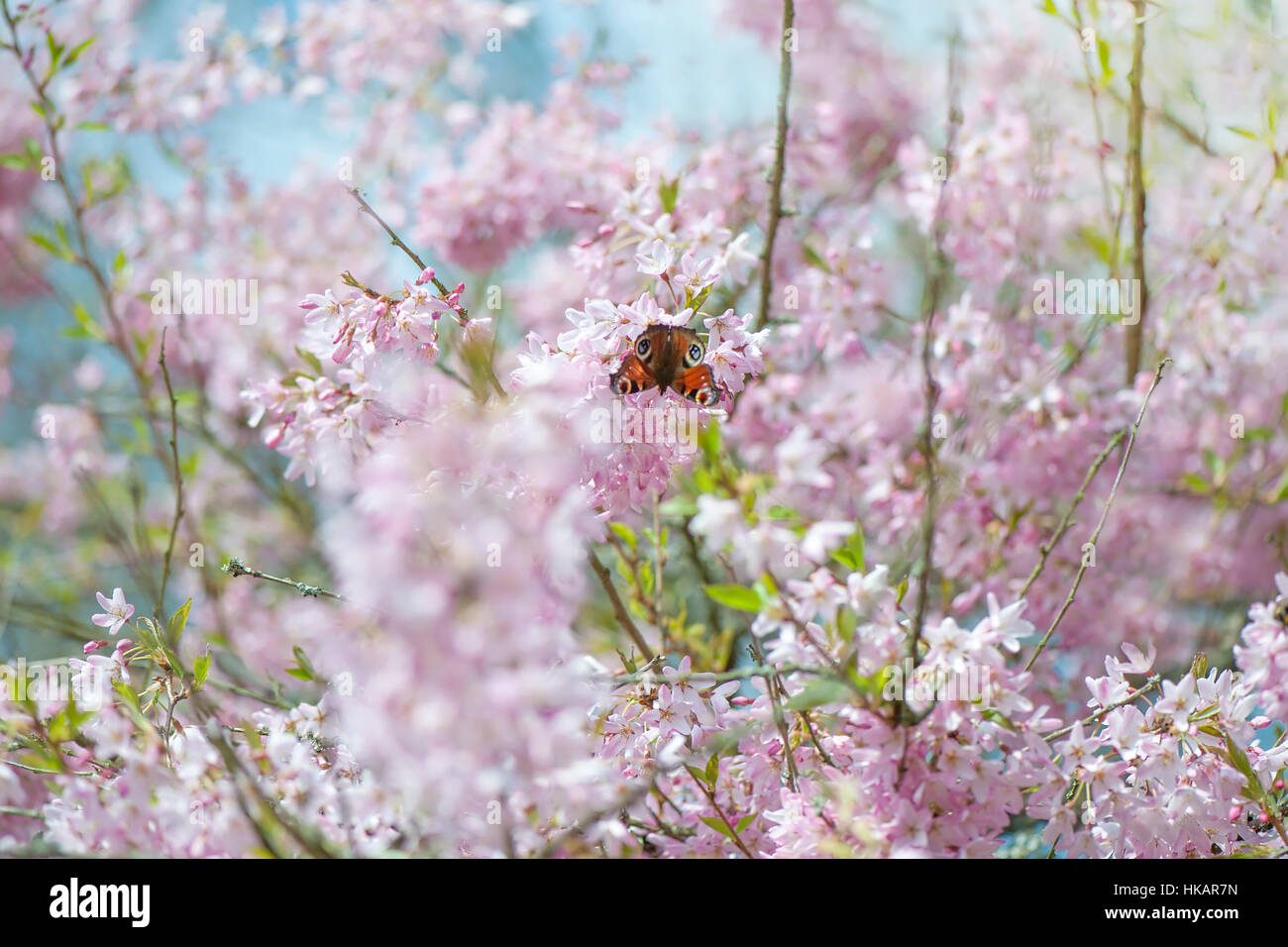Les délicates fleurs roses du printemps de la magnolia arbre/arbuste, image prise contre un ciel bleu avec un fond musical. Banque D'Images