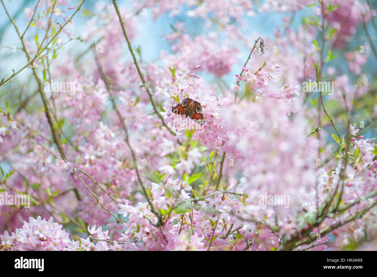 Yoshino printemps fleurs rose fleur de cerisier - Prunus x yedoensis avec un Peacock butterfly - Aglais io la collecte du pollen à partir de la les fleurs délicates. Banque D'Images