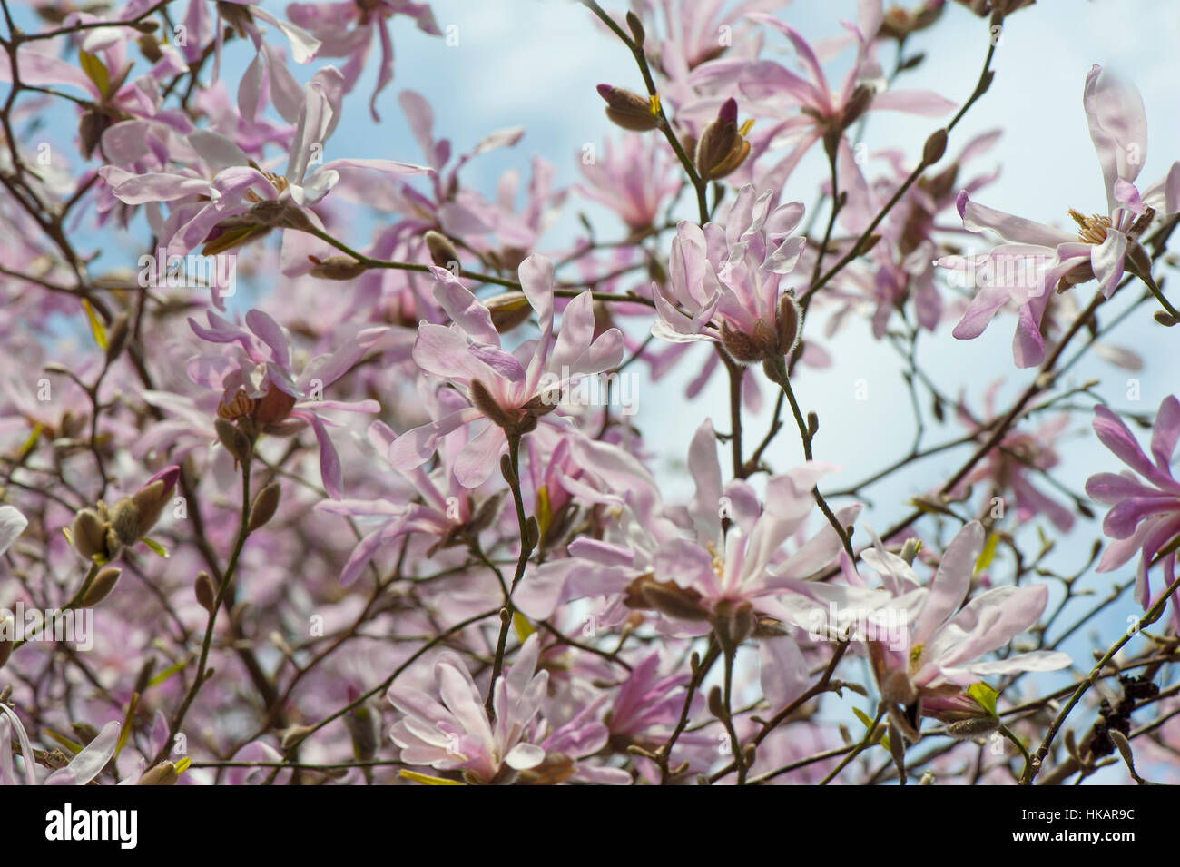Le beau printemps fleurs roses et blanches de Magnolia stellata également connu sous le nom de l'étoile magnolia, image prise contre un ciel bleu Banque D'Images