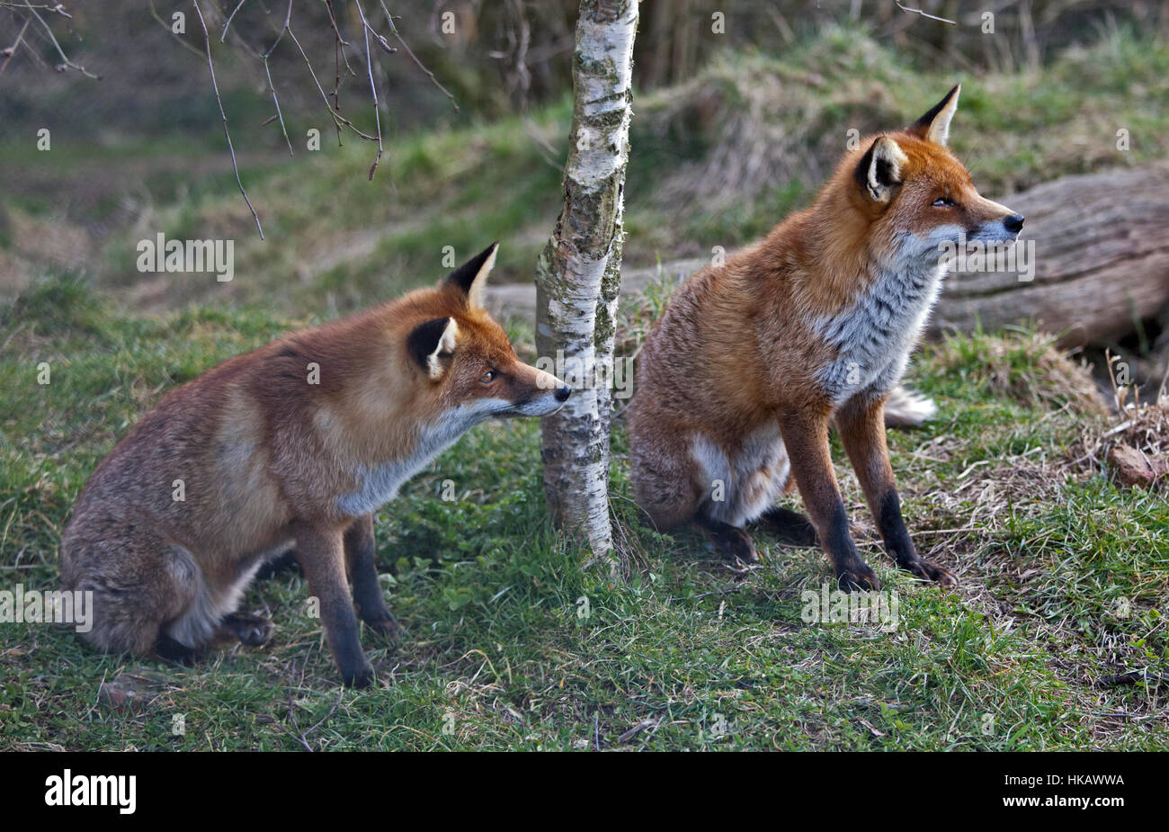 Deux renards roux (Vulpes vulpes) Banque D'Images