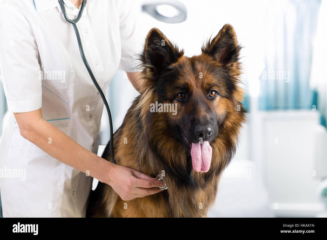 Chien clinique vétérinaire examen par doctor with stethoscope in office Banque D'Images