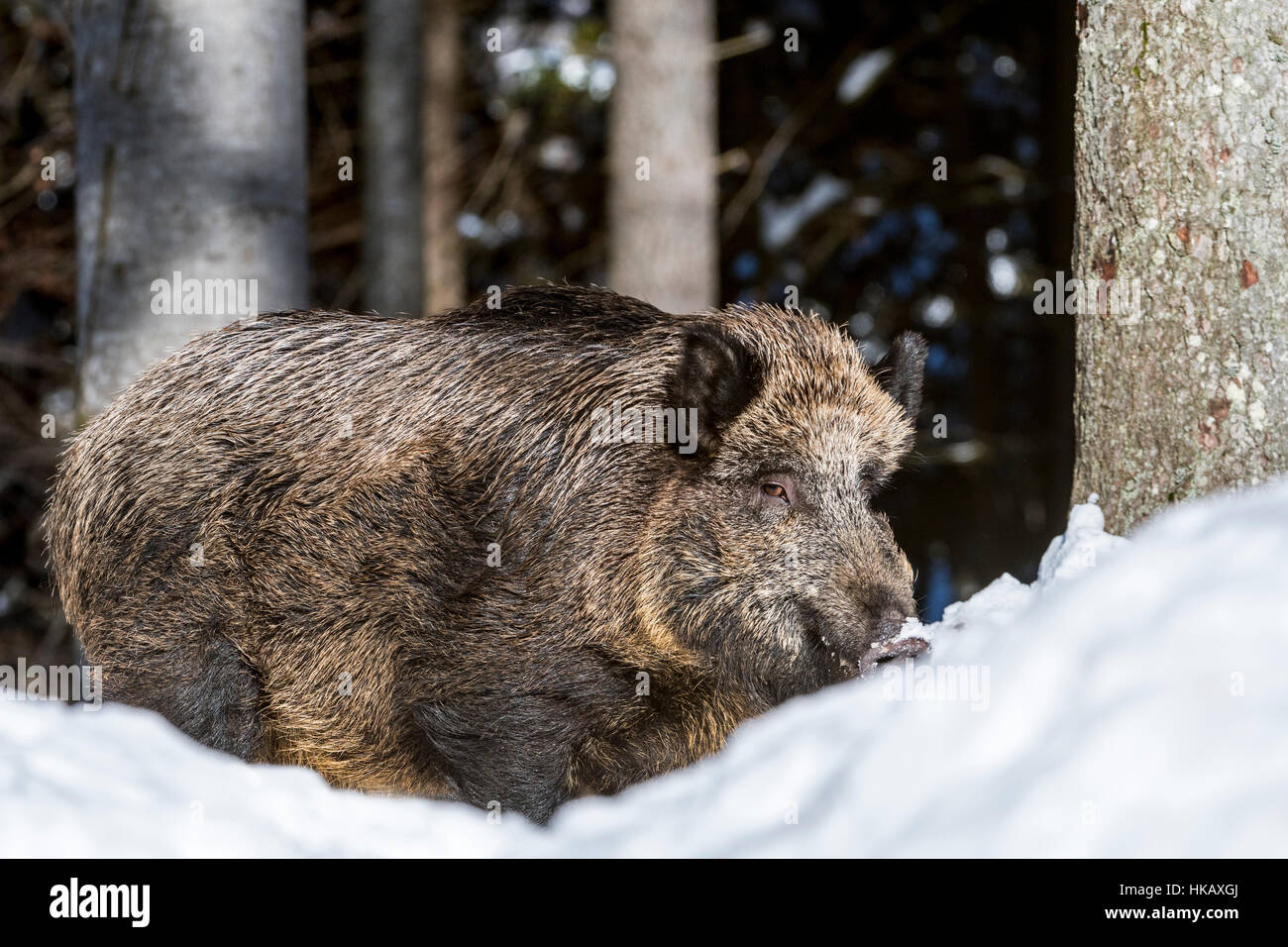 Sanglier (Sus scrofa) sanglier de nourriture dans la neige profonde dans une forêt de pins en hiver Banque D'Images