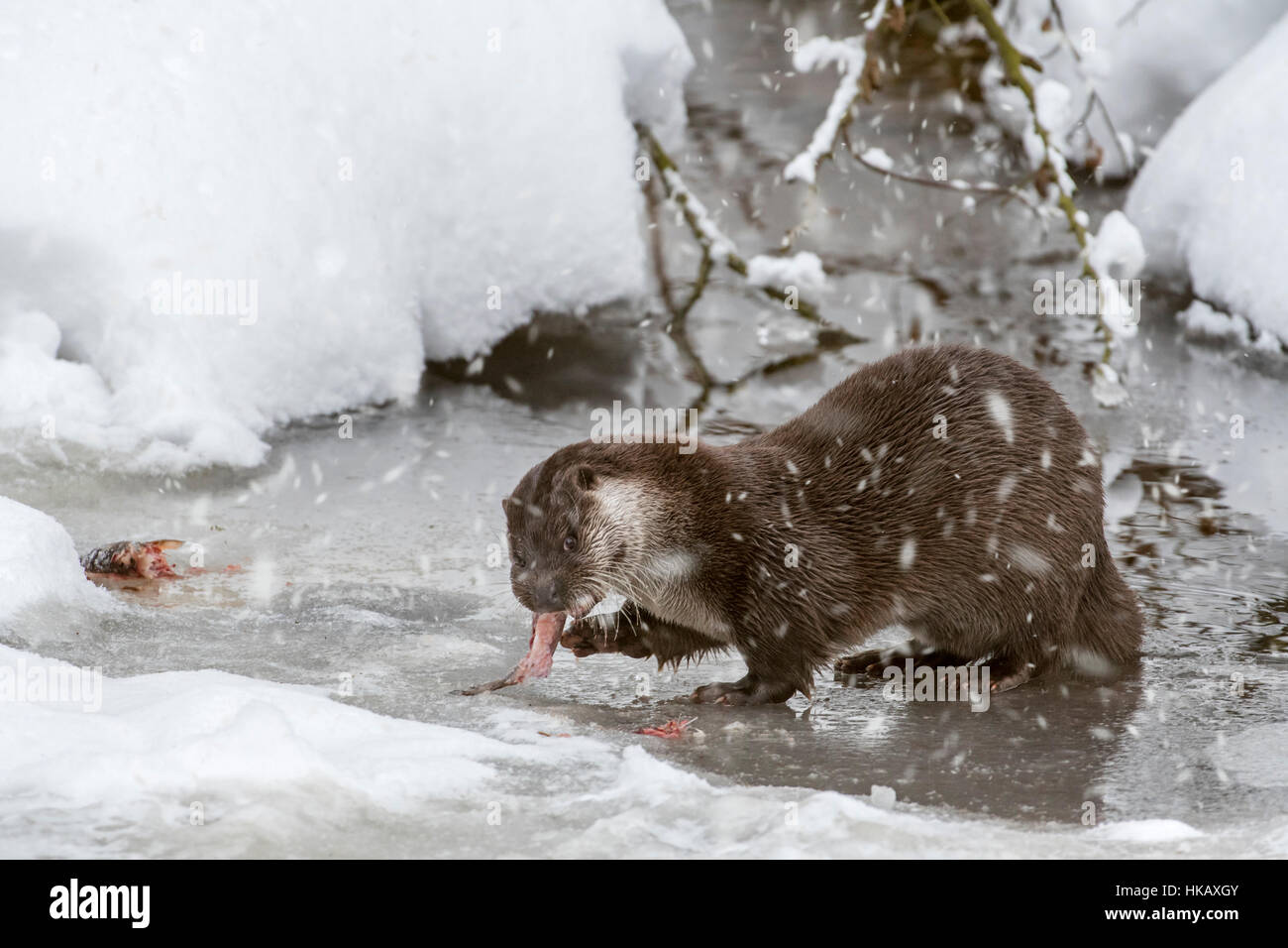 Rivière européenne loutre (Lutra lutra) manger du poisson pêché sur berge au cours de la neige en hiver douche Banque D'Images