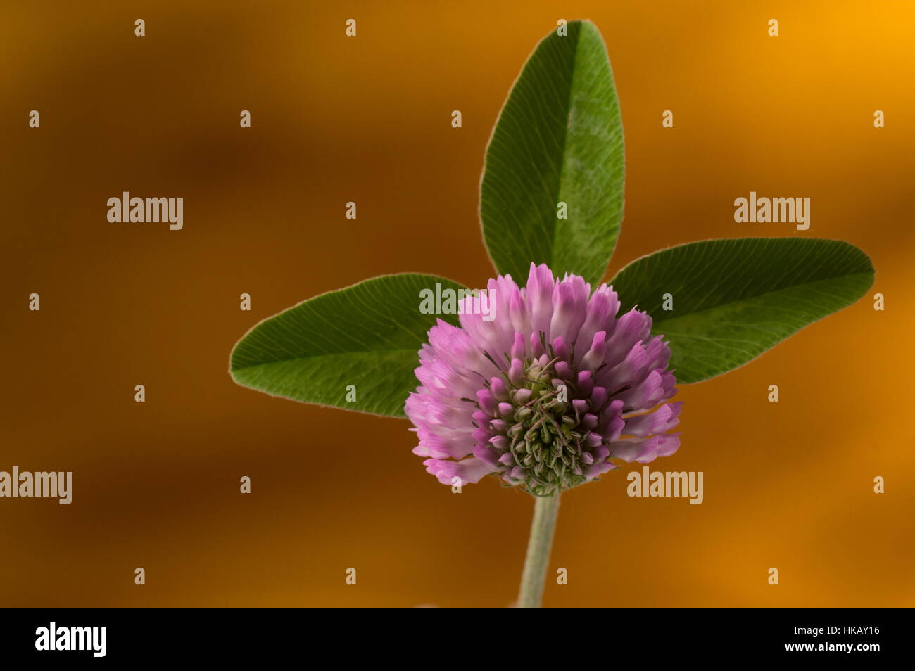 Trois printemps leaf clover pétale contre modèle fond orange. Selective focus sur le pétale. Banque D'Images