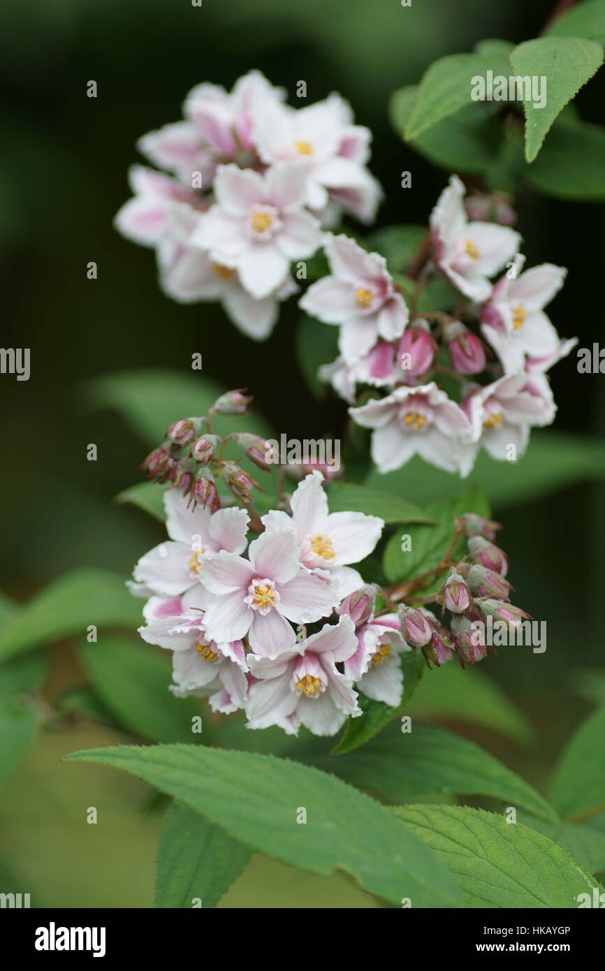 Deutzia calycosa Banque D'Images