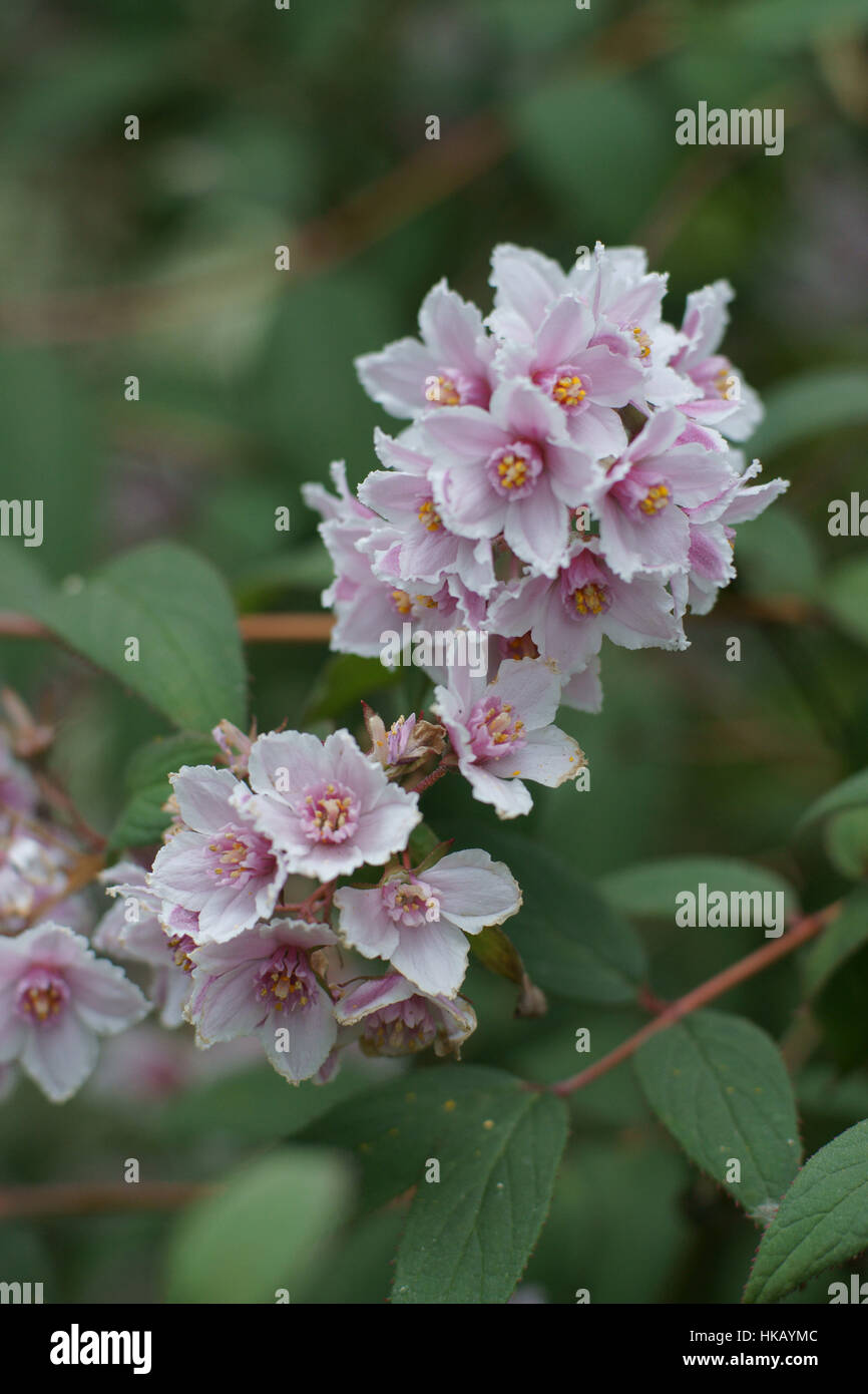 Deutzia calycosa Banque D'Images