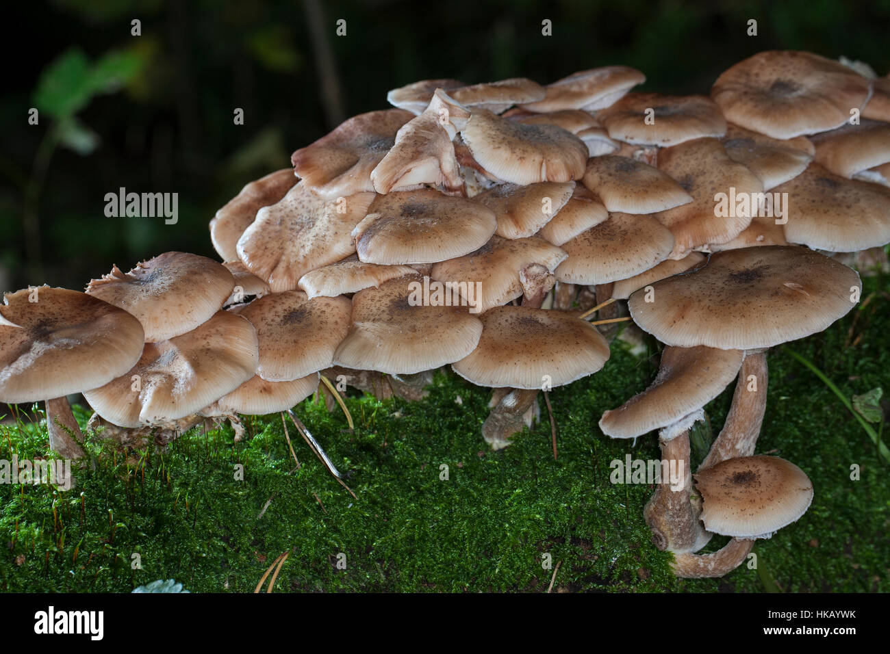 Gewöhnlicher Dunkler Hallimasch Hallimasch, Halimasch, Honigpilz solidipes,, Armillaria, Armillaria ostoyae, Armillariella polymyces, miel foncé Fungu Banque D'Images