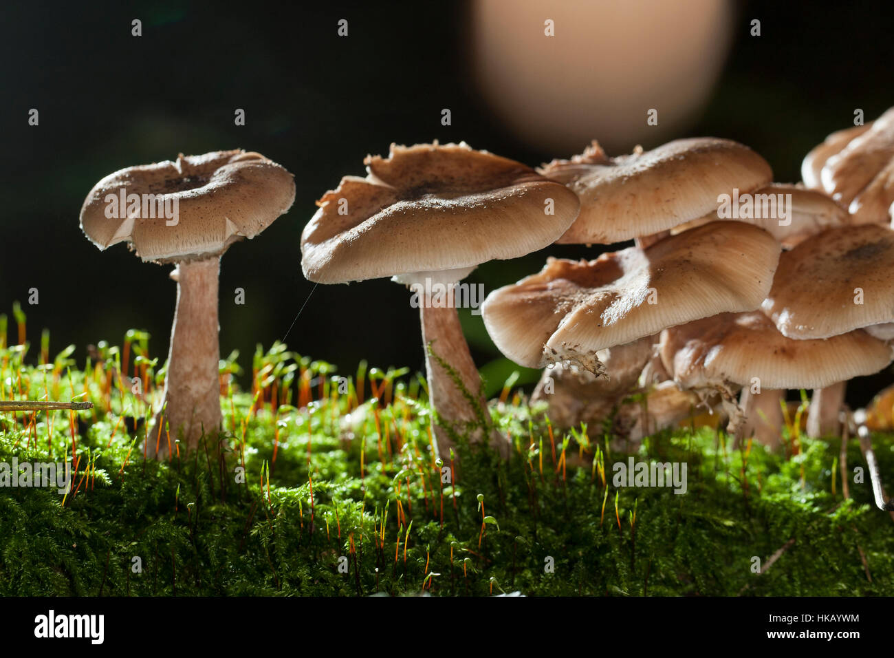 Gewöhnlicher Dunkler Hallimasch Hallimasch, Halimasch, Honigpilz solidipes,, Armillaria, Armillaria ostoyae, Armillariella polymyces, miel foncé Fungu Banque D'Images