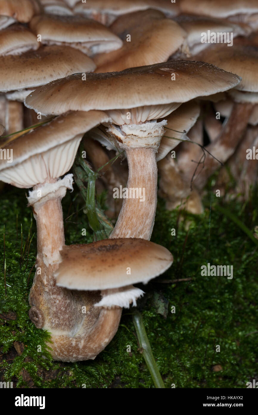 Gewöhnlicher Dunkler Hallimasch Hallimasch, Halimasch, Honigpilz solidipes,, Armillaria, Armillaria ostoyae, Armillariella polymyces, miel foncé Fungu Banque D'Images