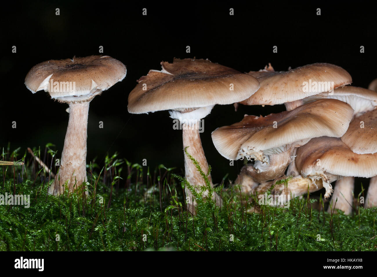 Gewöhnlicher Dunkler Hallimasch Hallimasch, Halimasch, Honigpilz solidipes,, Armillaria, Armillaria ostoyae, Armillariella polymyces, miel foncé Fungu Banque D'Images