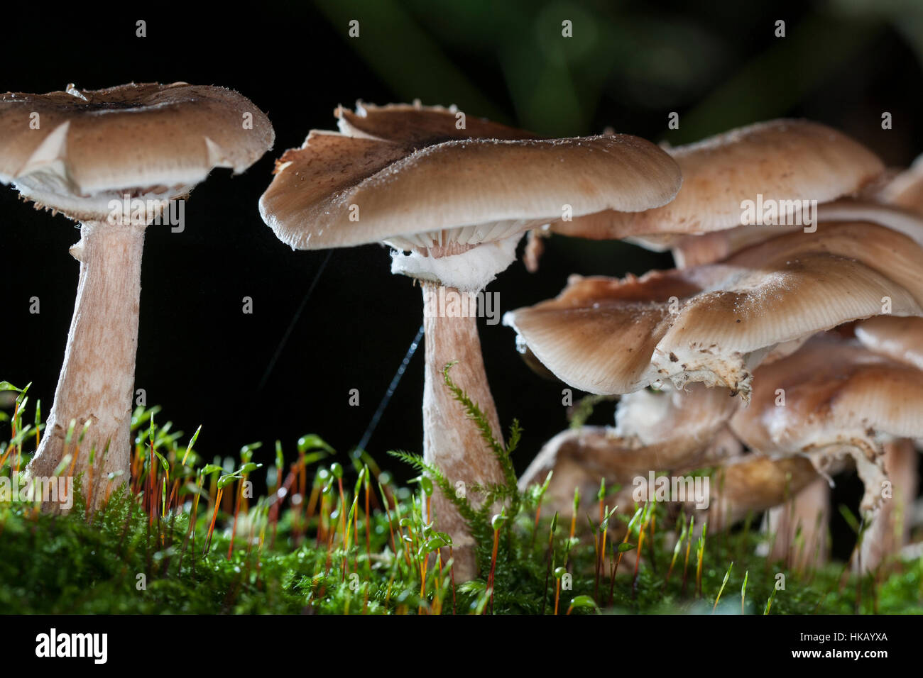 Gewöhnlicher Dunkler Hallimasch Hallimasch, Halimasch, Honigpilz solidipes,, Armillaria, Armillaria ostoyae, Armillariella polymyces, miel foncé Fungu Banque D'Images