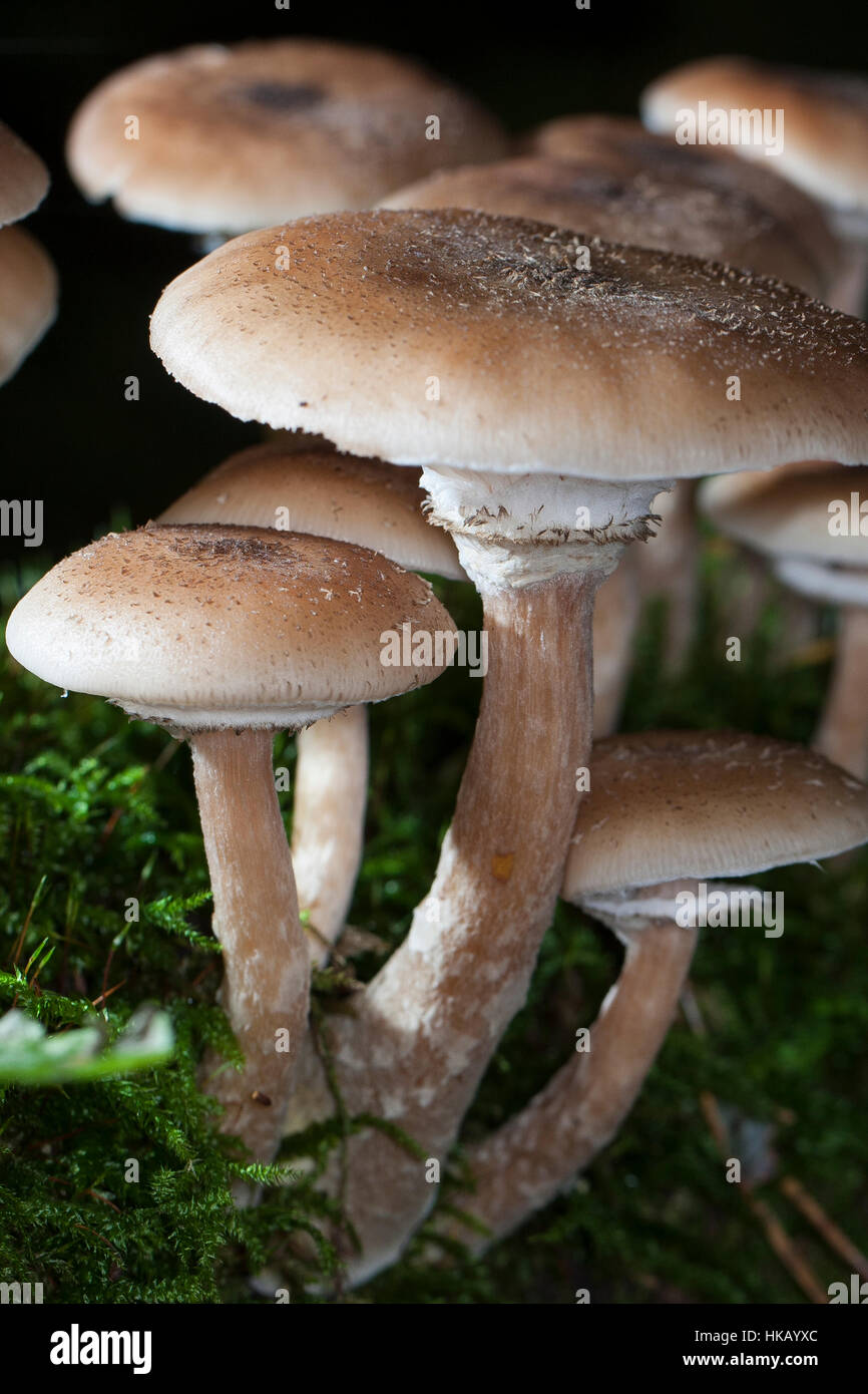 Gewöhnlicher Dunkler Hallimasch Hallimasch, Halimasch, Honigpilz solidipes,, Armillaria, Armillaria ostoyae, Armillariella polymyces, miel foncé Fungu Banque D'Images
