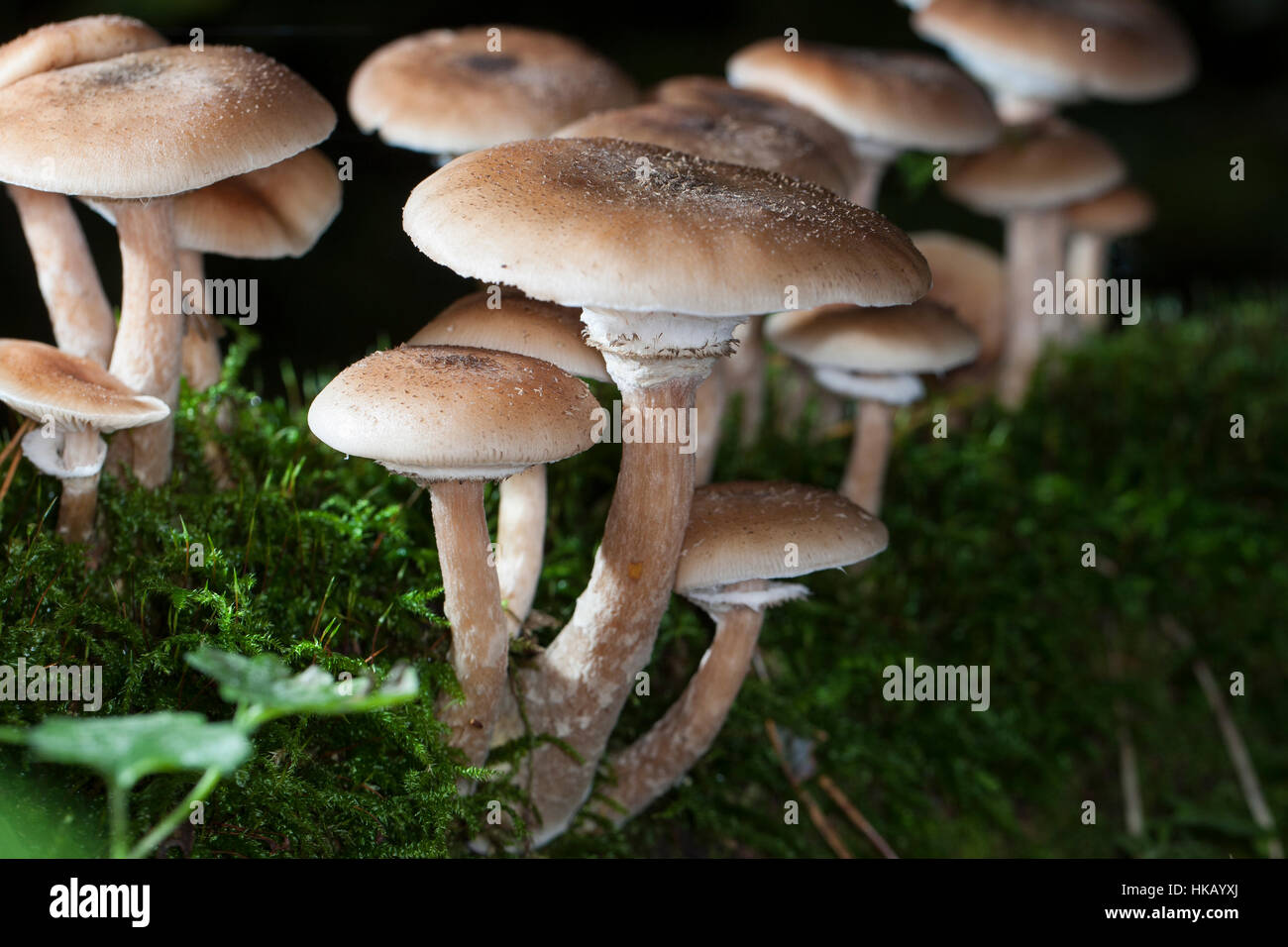 Gewöhnlicher Dunkler Hallimasch Hallimasch, Halimasch, Honigpilz solidipes,, Armillaria, Armillaria ostoyae, Armillariella polymyces, miel foncé Fungu Banque D'Images