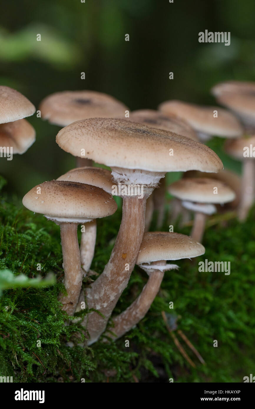 Gewöhnlicher Dunkler Hallimasch Hallimasch, Halimasch, Honigpilz solidipes,, Armillaria, Armillaria ostoyae, Armillariella polymyces, miel foncé Fungu Banque D'Images