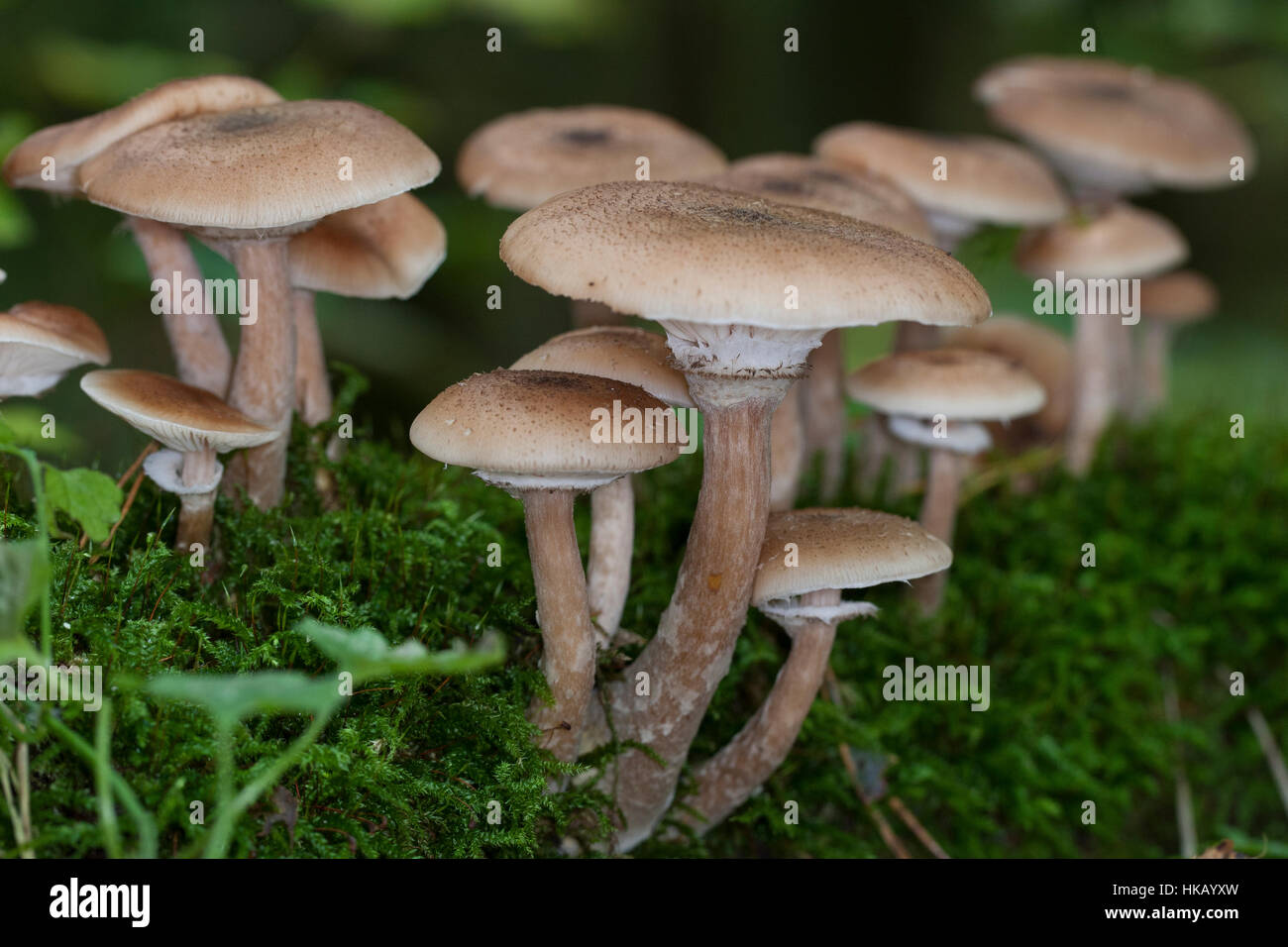 Gewöhnlicher Dunkler Hallimasch Hallimasch, Halimasch, Honigpilz solidipes,, Armillaria, Armillaria ostoyae, Armillariella polymyces, miel foncé Fungu Banque D'Images