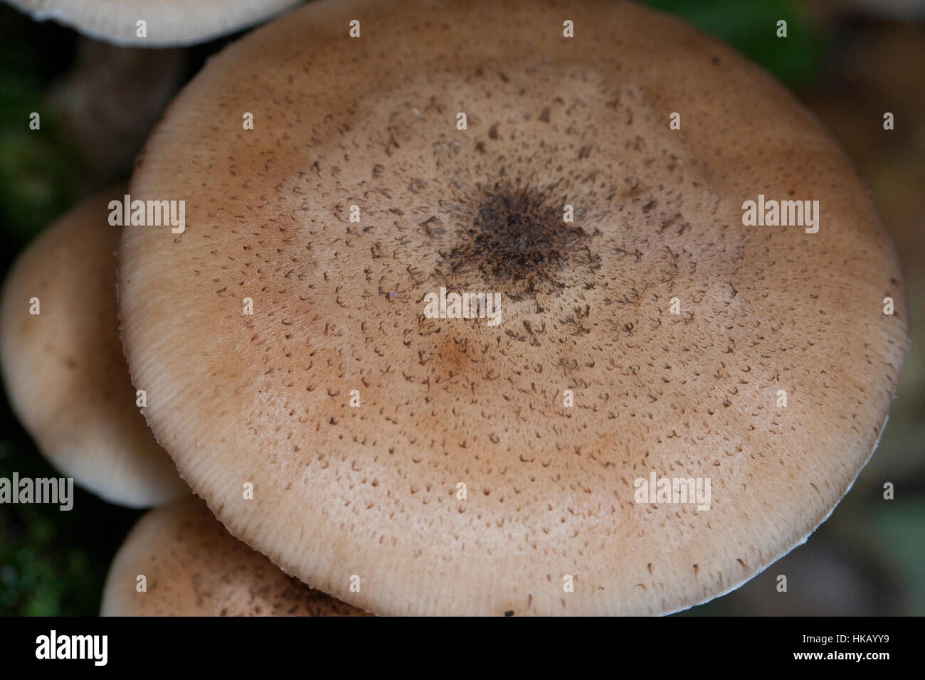 Gewöhnlicher Dunkler Hallimasch Hallimasch, Halimasch, Honigpilz solidipes,, Armillaria, Armillaria ostoyae, Armillariella polymyces, miel foncé Fungu Banque D'Images