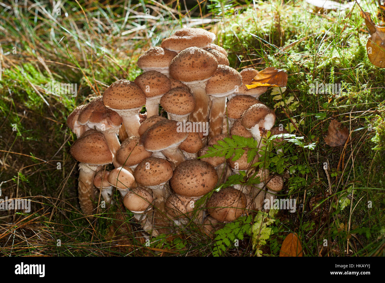Gewöhnlicher Dunkler Hallimasch Hallimasch, Halimasch, Honigpilz Honig-Pilz,,, Armillaria Armillaria ostoyae, solidipes polymyces, Armillariella, sombre Banque D'Images