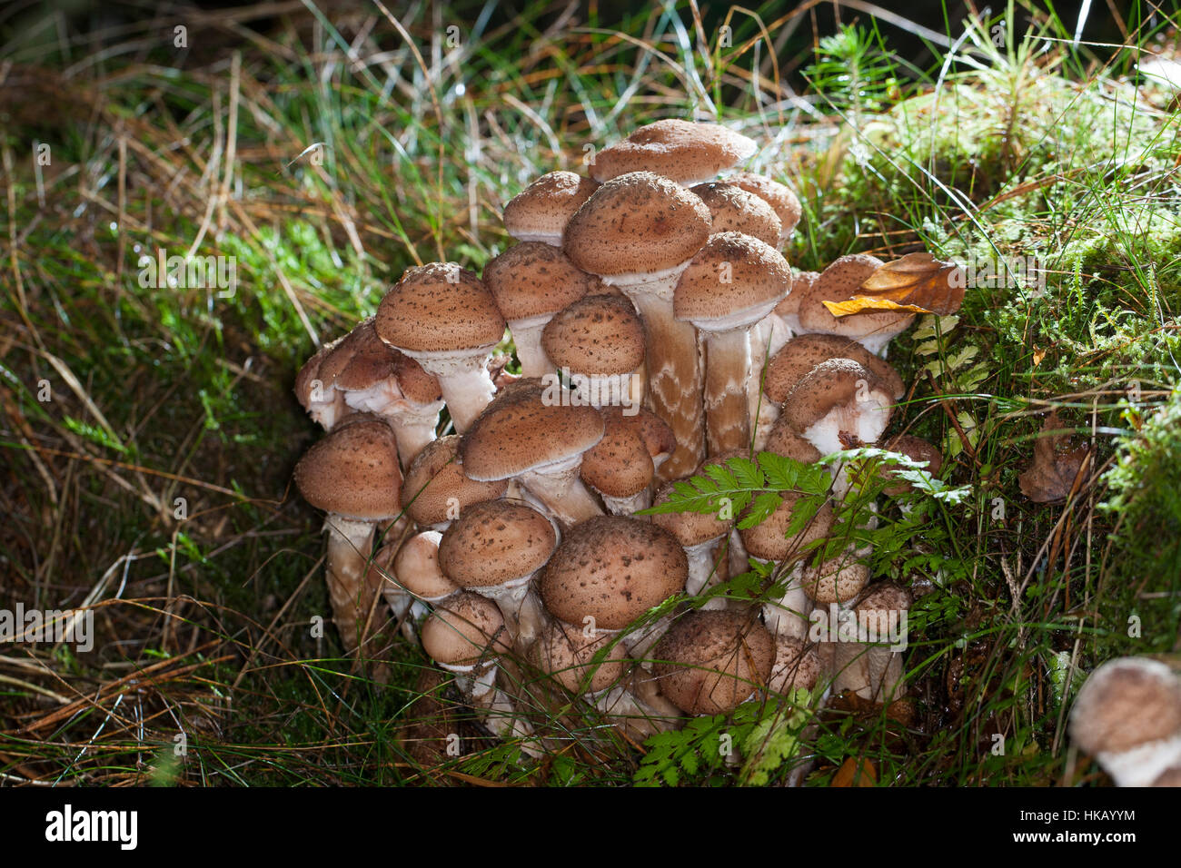 Gewöhnlicher Dunkler Hallimasch Hallimasch, Halimasch, Honigpilz Honig-Pilz,,, Armillaria Armillaria ostoyae, solidipes polymyces, Armillariella, sombre Banque D'Images
