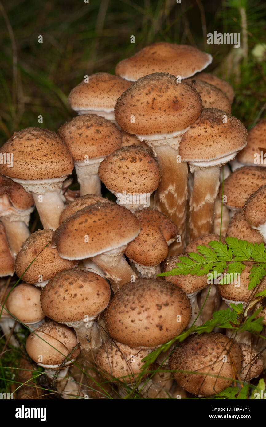 Gewöhnlicher Dunkler Hallimasch Hallimasch, Halimasch, Honigpilz Honig-Pilz,,, Armillaria Armillaria ostoyae, solidipes polymyces, Armillariella, sombre Banque D'Images