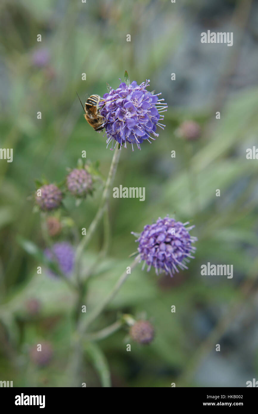 Devil's Bit Scabious Banque D'Images