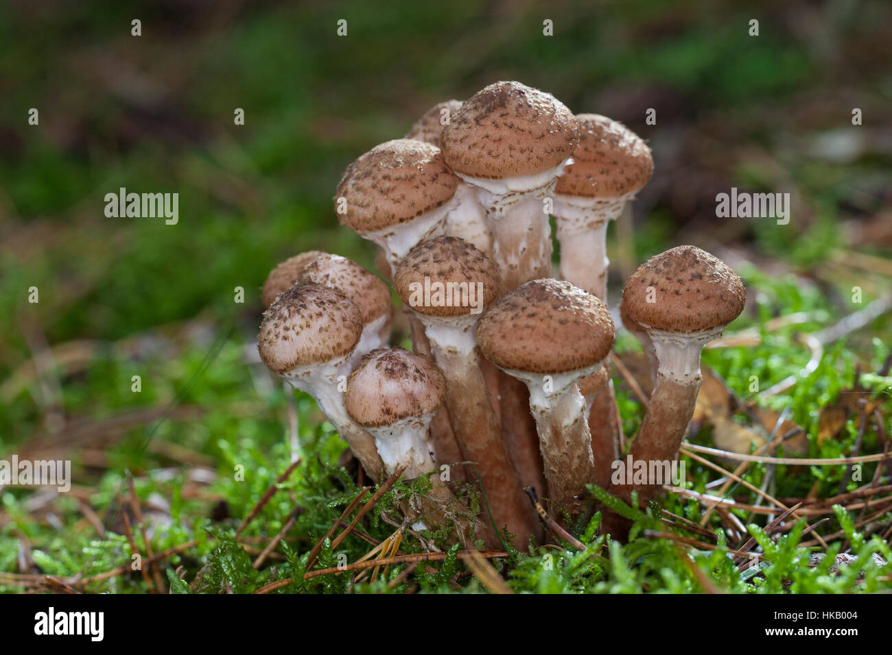 Gewöhnlicher Dunkler Hallimasch Hallimasch, Halimasch, Honigpilz Honig-Pilz,,, Armillaria Armillaria ostoyae, solidipes polymyces, Armillariella, sombre Banque D'Images