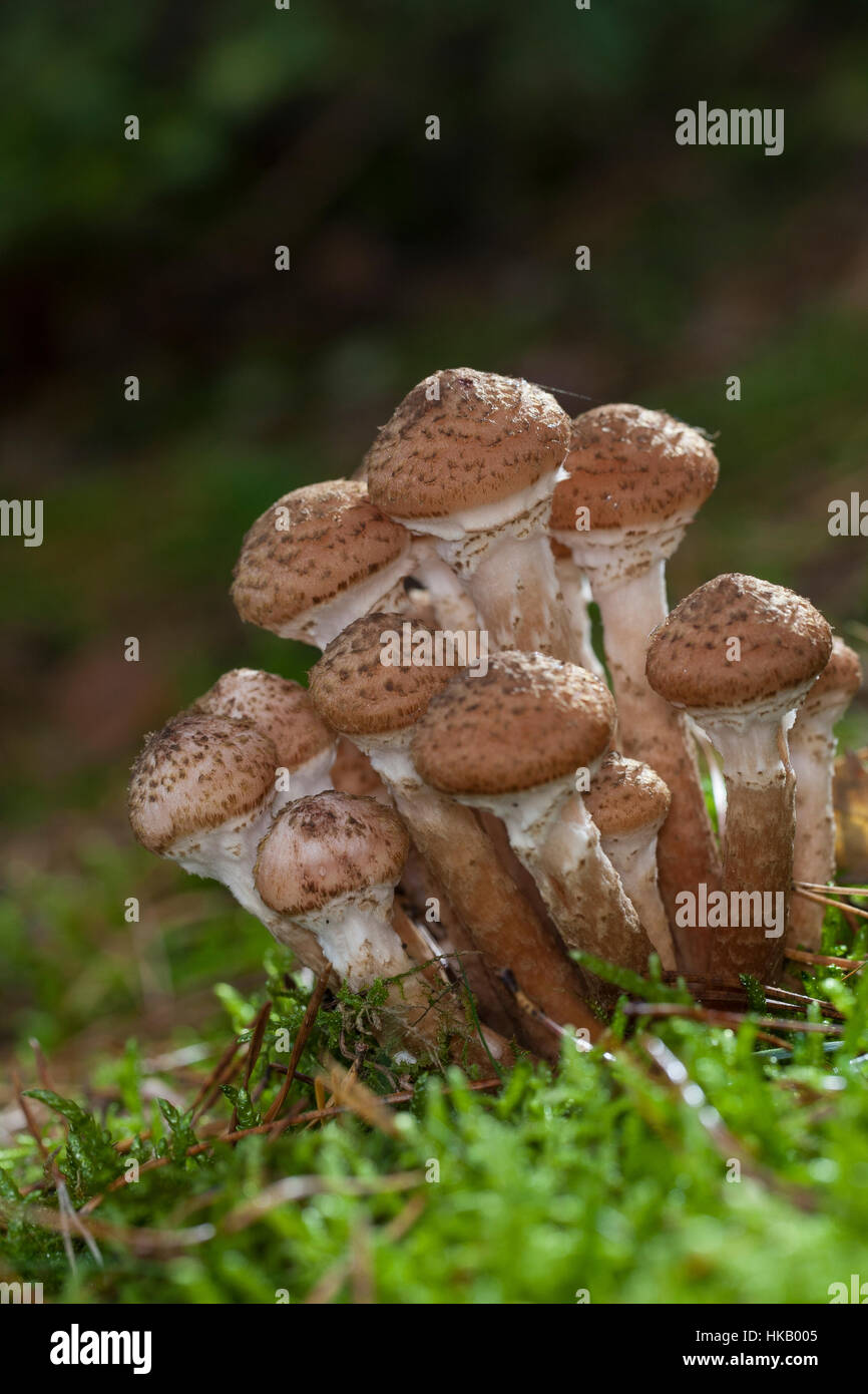 Gewöhnlicher Dunkler Hallimasch Hallimasch, Halimasch, Honigpilz Honig-Pilz,,, Armillaria Armillaria ostoyae, solidipes polymyces, Armillariella, sombre Banque D'Images