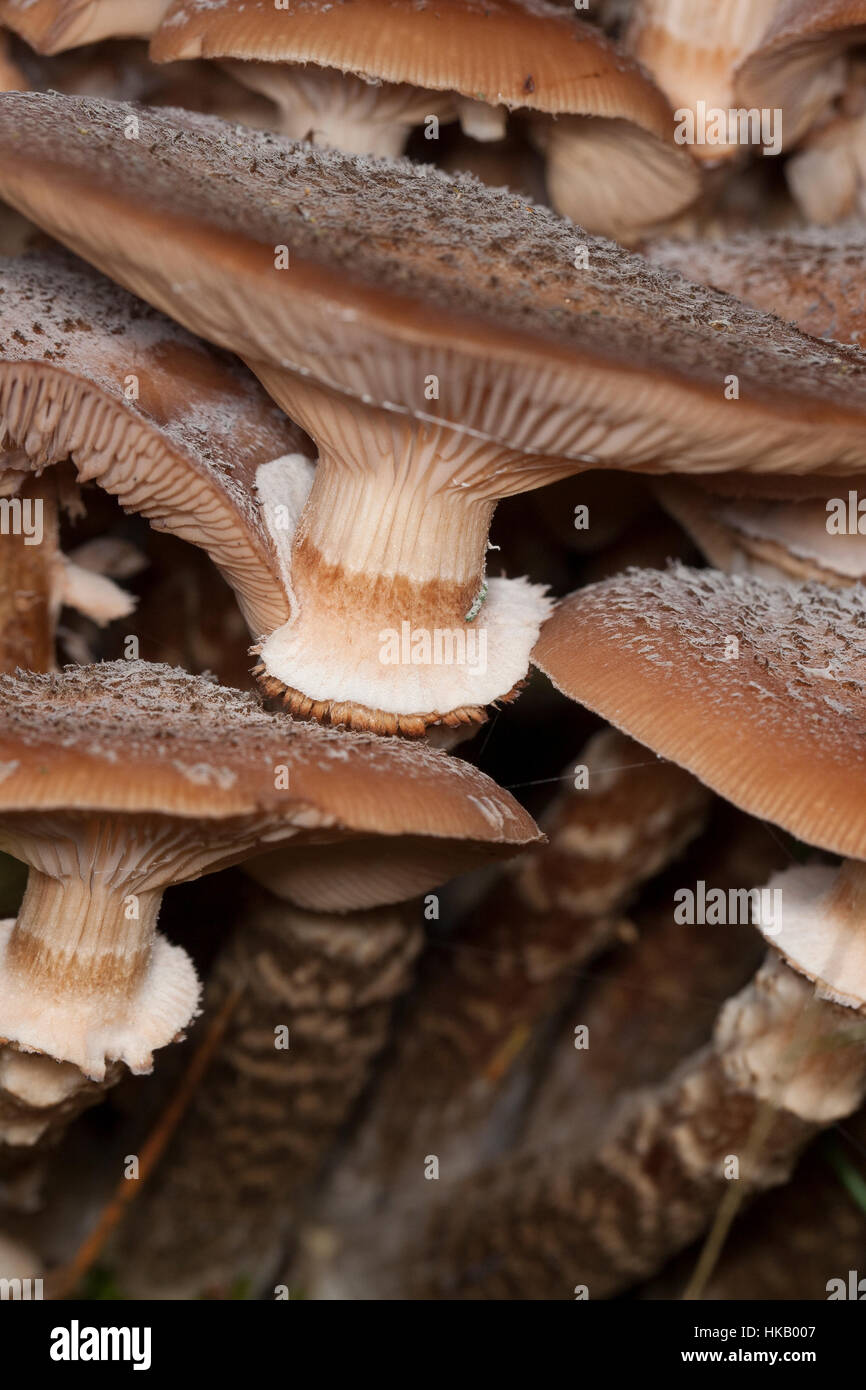 Gewöhnlicher Dunkler Hallimasch Hallimasch, Halimasch, Honigpilz Honig-Pilz,,, Armillaria Armillaria ostoyae, solidipes polymyces, Armillariella, sombre Banque D'Images