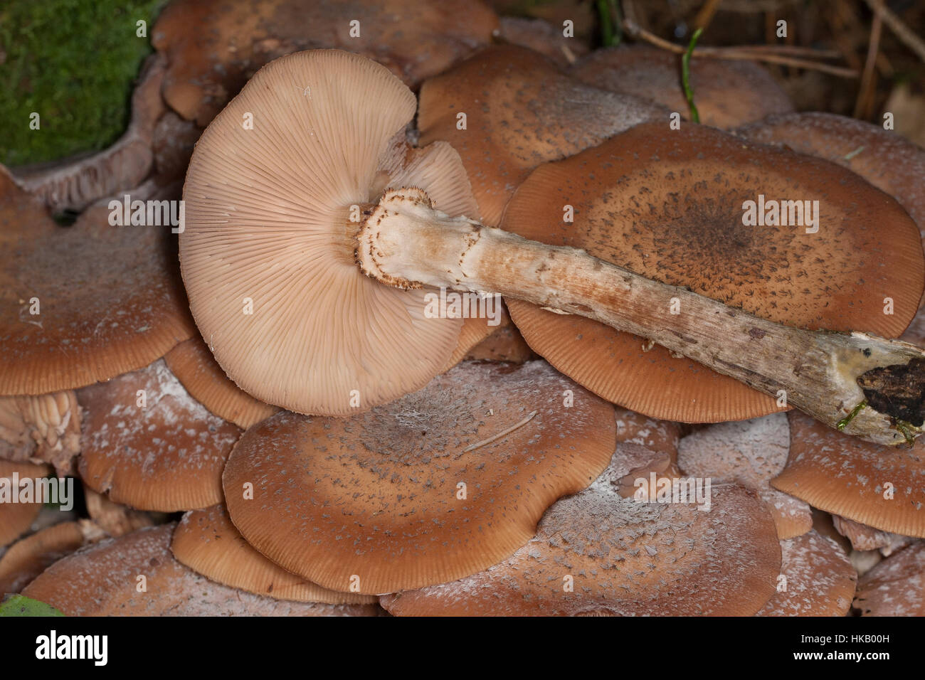 Gewöhnlicher Dunkler Hallimasch Hallimasch, Halimasch, Honigpilz Honig-Pilz,,, Armillaria Armillaria ostoyae, solidipes polymyces, Armillariella, sombre Banque D'Images