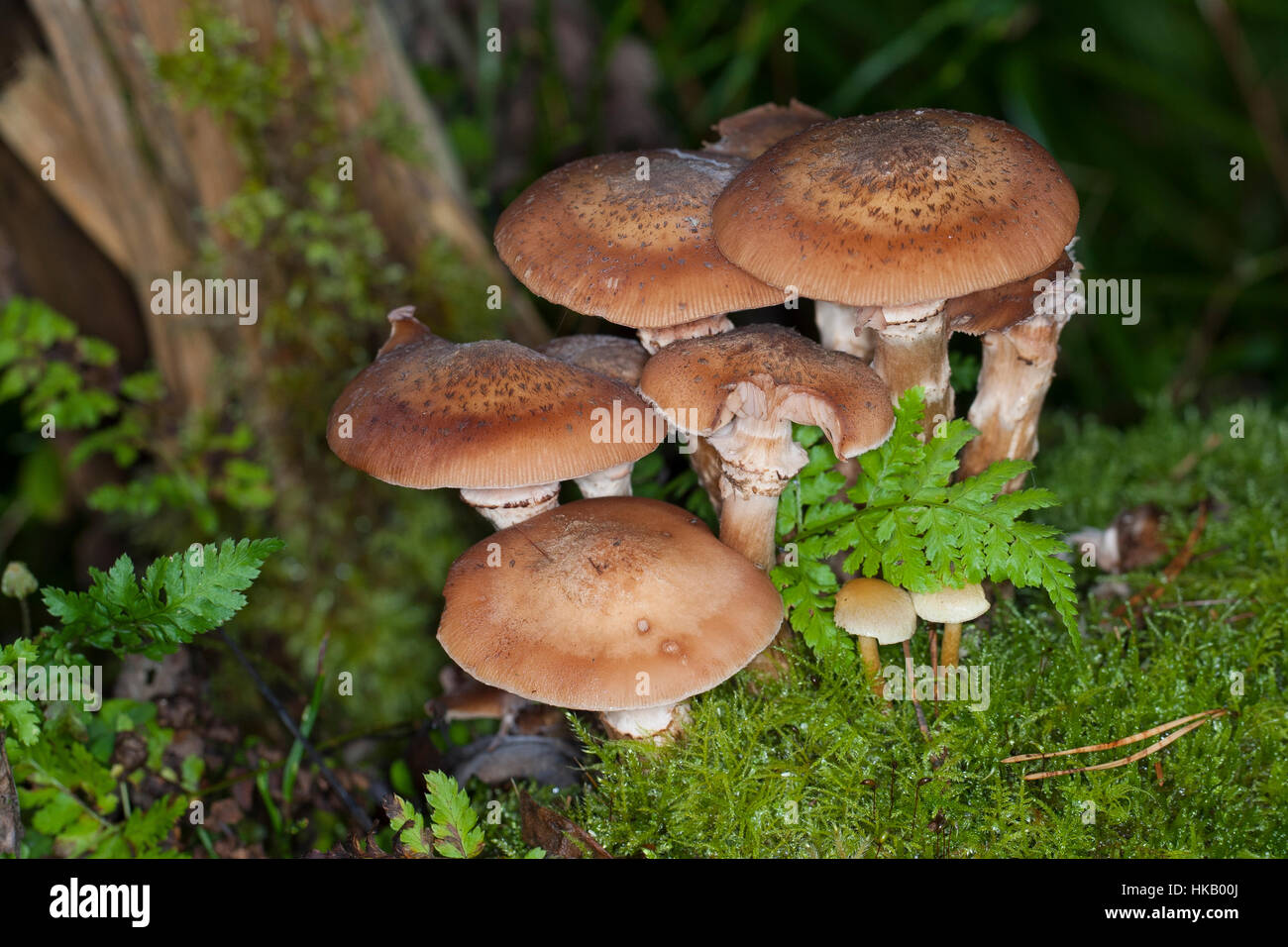 Gewöhnlicher Dunkler Hallimasch Hallimasch, Halimasch, Honigpilz Honig-Pilz,,, Armillaria Armillaria ostoyae, solidipes polymyces, Armillariella, sombre Banque D'Images