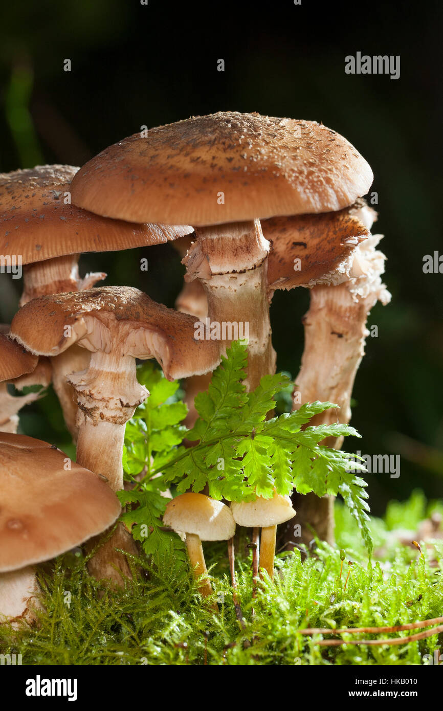 Gewöhnlicher Dunkler Hallimasch Hallimasch, Halimasch, Honigpilz Honig-Pilz,,, Armillaria Armillaria ostoyae, solidipes polymyces, Armillariella, sombre Banque D'Images