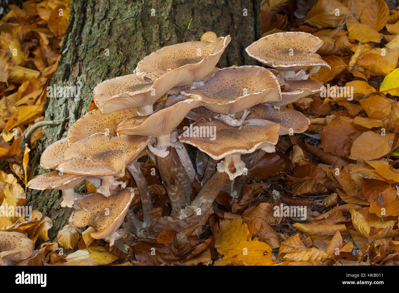 Gewöhnlicher Dunkler Hallimasch Hallimasch, Halimasch, Honigpilz Honig-Pilz,,, Armillaria Armillaria ostoyae, solidipes polymyces, Armillariella, sombre Banque D'Images