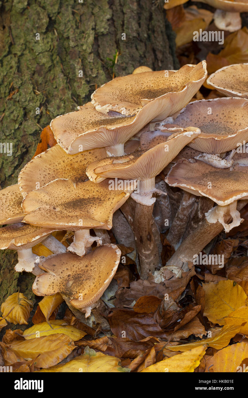 Gewöhnlicher Dunkler Hallimasch Hallimasch, Halimasch, Honigpilz Honig-Pilz,,, Armillaria Armillaria ostoyae, solidipes polymyces, Armillariella, sombre Banque D'Images