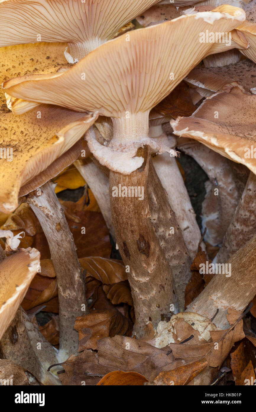 Gewöhnlicher Dunkler Hallimasch Hallimasch, Halimasch, Honigpilz Honig-Pilz,,, Armillaria Armillaria ostoyae, solidipes polymyces, Armillariella, sombre Banque D'Images