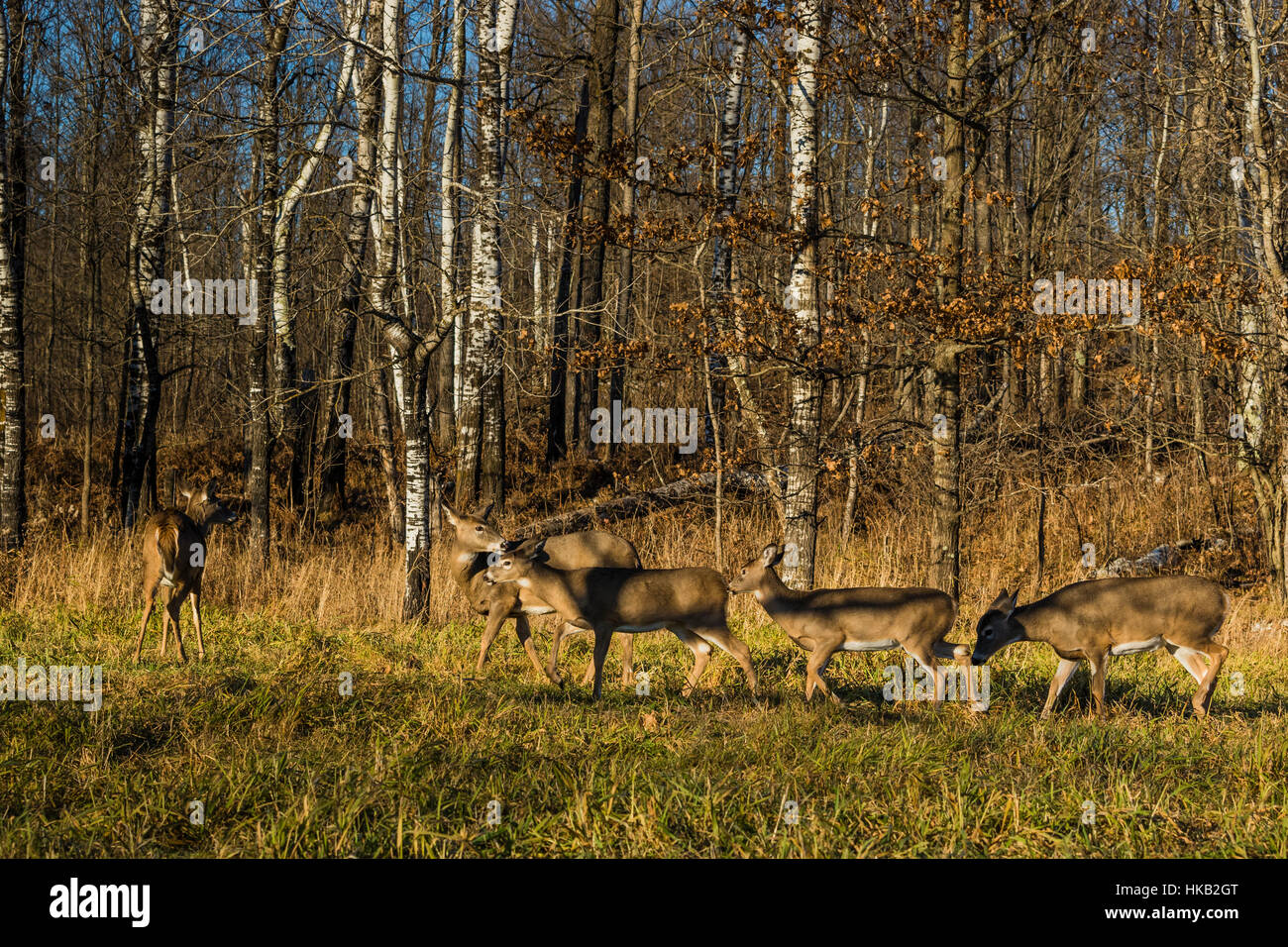 Le cerf biche et faons Banque D'Images