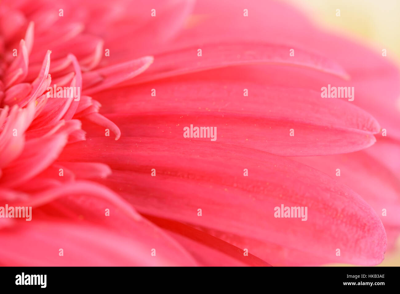 Gerbera rose pétales de fleurs Macro abstrait Banque D'Images