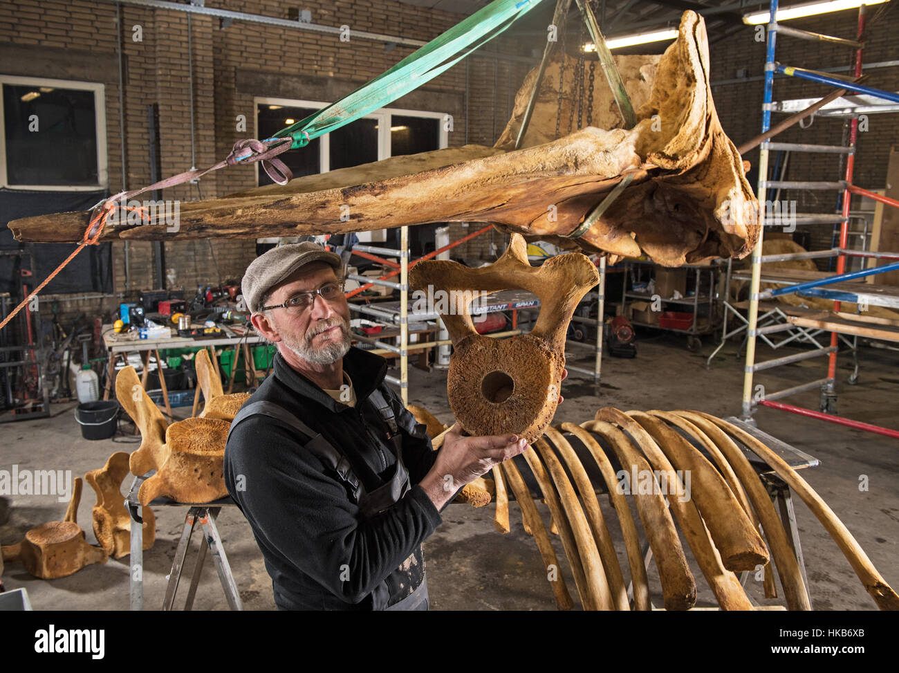 Le taxidermiste néerlandais de l'Aart Walen se tient entre parties de squelette d'un sperme wale dans son atelier à Loenen, Pays-Bas, 18 janvier 2017. Le squelette appartient à l'un des deux cachalots