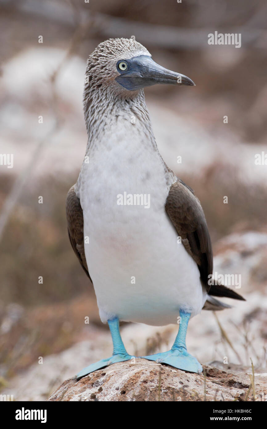 Fou à pieds bleus (Sula nebouxii), Seymour Nord, Îles Galápagos Banque D'Images