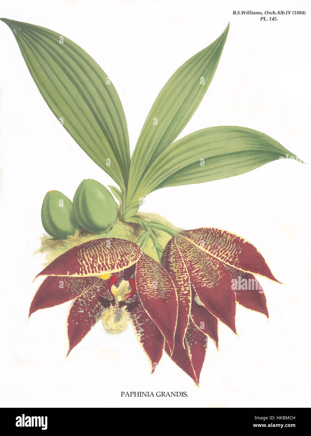 Cette œuvre botanique représente *Paphinia grandis*, une espèce d'orchidée identifiée par Rchb.F. ex Moore. Il représente un spécimen type utilisé pour la classification scientifique et est une référence précieuse dans les études d'orchidées. Banque D'Images