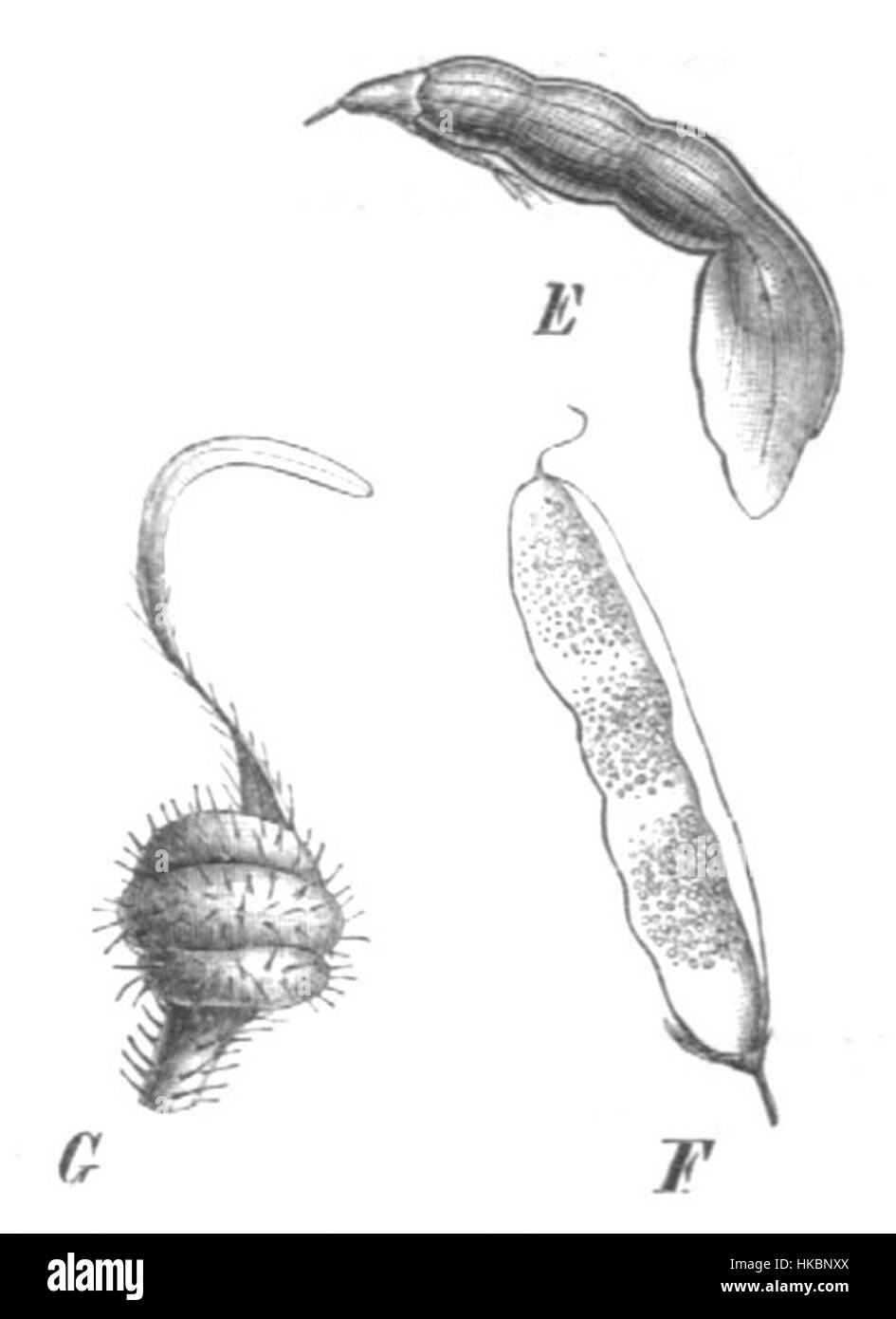 Cette œuvre d'art, intitulée 'Aeschynomeneae pods', illustre une vue rapprochée des gousses de graines de la plante Aeschynomeneae. L'artiste capture les détails botaniques avec précision et attention à la forme naturelle. Banque D'Images