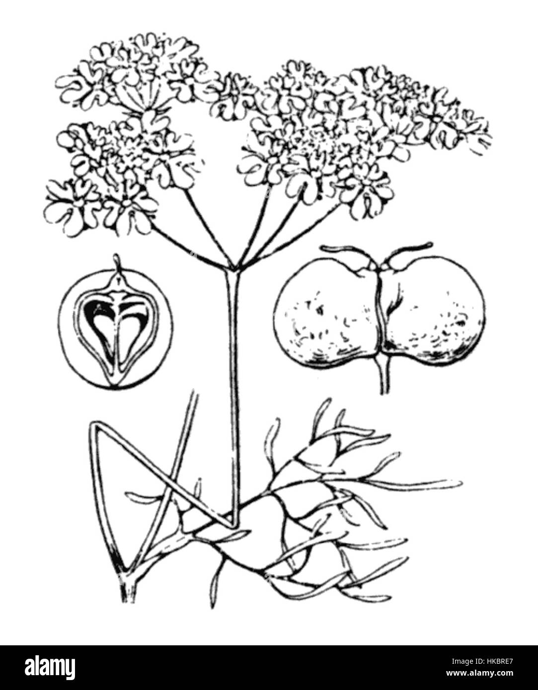 Une illustration de *Bifora radians*, une espèce décrite par Coste en 1485, représentant les caractéristiques détaillées de la plante telles que consignées dans des ouvrages botaniques historiques. Banque D'Images