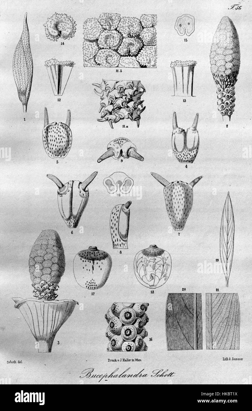 Ce dessin botanique représente Bucephalandra, un genre de plantes aquatiques originaires d'Asie du Sud-est. Les détails complexes capturent les caractéristiques uniques de la plante, y compris ses feuilles et ses fleurs. Banque D'Images