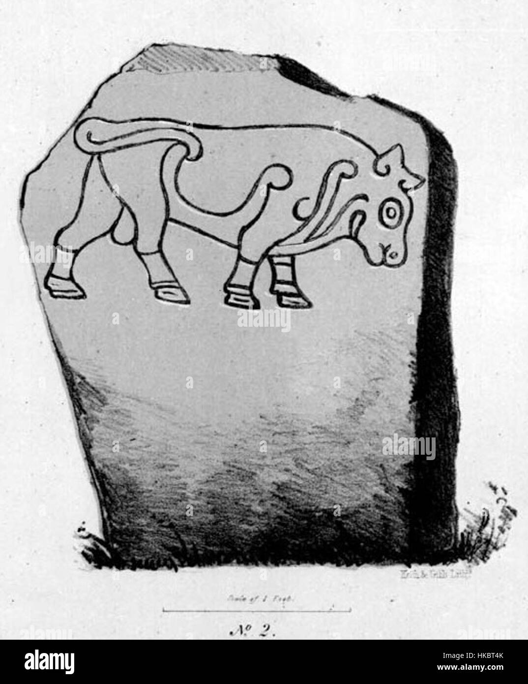 Le taureau de Burghead est une importante sculpture picte ancienne trouvée à Burghead, en Écosse. La sculpture, datant du Ier siècle après JC, présente une tête de taureau et est un artefact important dans la culture pictiste. Banque D'Images