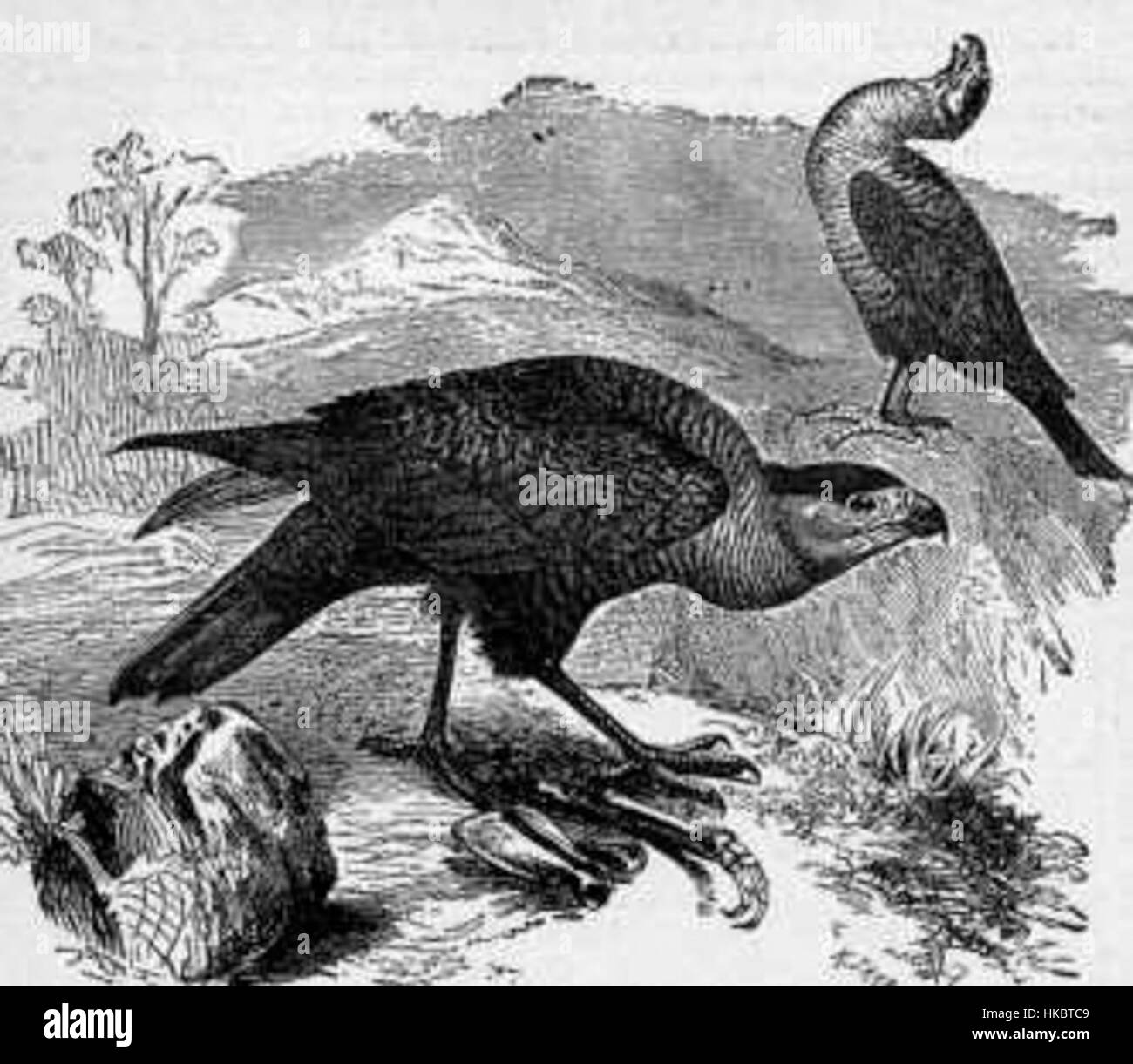 Cette illustration historique tirée de Tierleben de Brehm représente le Caracara plancus, également connu sous le nom de Carancho, un grand oiseau de proie trouvé en Amérique du Sud. L'œuvre met en valeur les caractéristiques distinctives de l'oiseau, y compris son bec puissant et son plumage saisissant. Banque D'Images