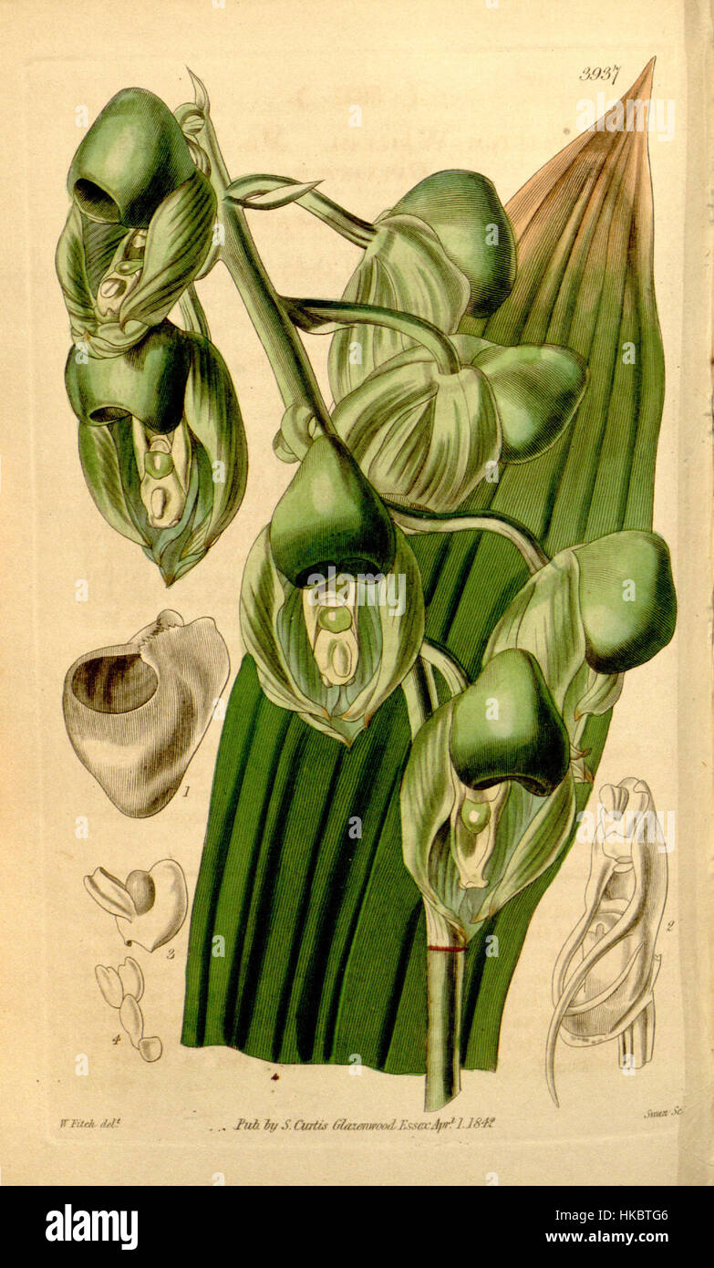 Cette illustration botanique du magazine Botanique de Curtis représente le Catasetum integerrimum, anciennement connu sous le nom de Catasetum wailesii. Le travail détaillé met en valeur la structure unique de la plante, mettant en valeur ses fleurs distinctives. Publié pour la première fois en 1842, il reste une référence clé dans les études sur les orchidées. Banque D'Images