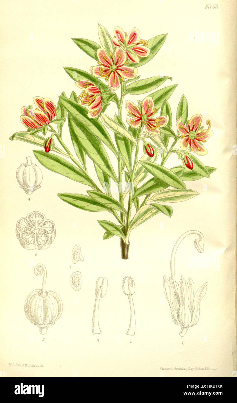 Cette image présente Cladothamnus pyrolaeflorus, une espèce végétale connue pour ses caractéristiques florales distinctives. Le numéro scientifique 137 8353 fait référence au catalogage ou à l'identification de référence du spécimen. Banque D'Images