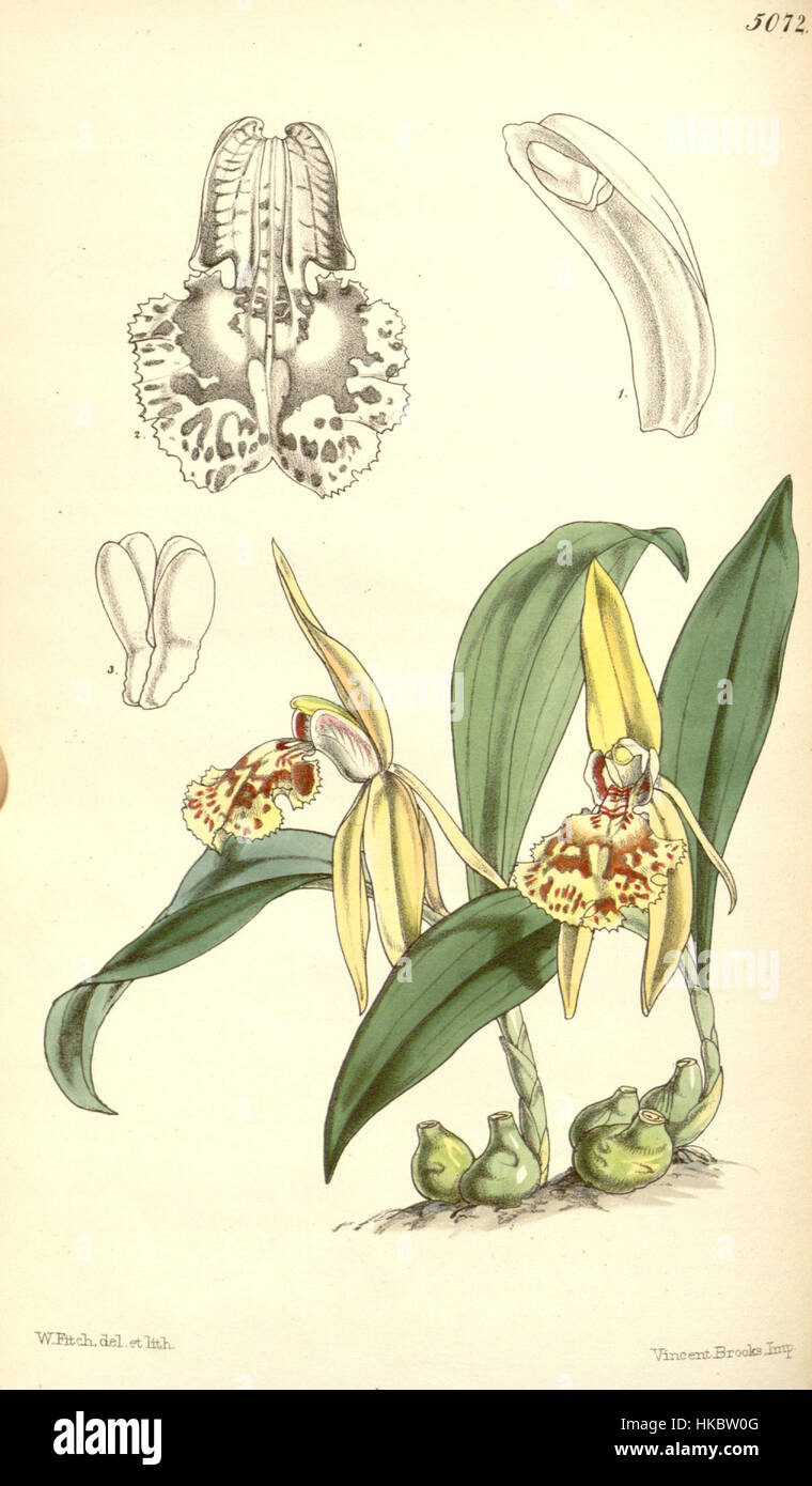 Cette illustration botanique, tirée du magazine Botanical de Curtis, représente Coelogyne schilleriana, une espèce d'orchidée connue pour ses fleurs parfumées. L'illustration remonte à 1858 et fournit une référence historique importante pour l'étude des orchidées dans la recherche botanique de l'ère victorienne. Banque D'Images