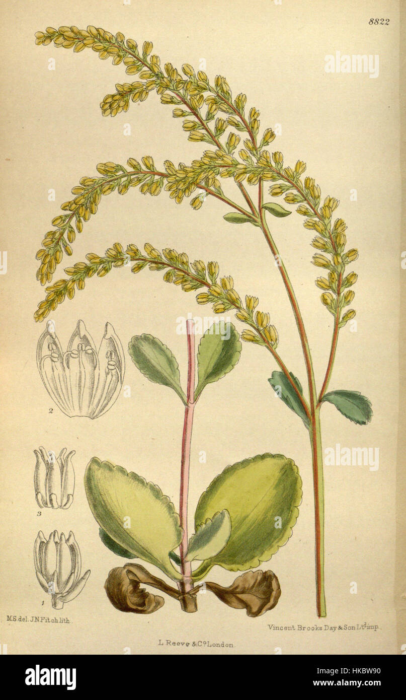 Cotyledon oppositifolia est une espèce végétale succulente originaire d'Afrique australe. Il est caractérisé par des feuilles épaisses et charnues et se trouve souvent dans des environnements rocheux et arides. Cette œuvre d'art botanique met en valeur les caractéristiques distinctives de la plante, ce qui en fait une référence précieuse pour l'identification des plantes et les études botaniques. Banque D'Images