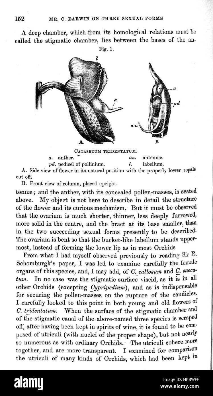 Cette illustration du travail de Charles Darwin représente l'espèce d'orchidée Catasetum barbatum, mettant en valeur ses caractéristiques uniques. Les études de Darwin sur les orchidées, y compris cette représentation, ont joué un rôle central dans ses recherches sur l’évolution des plantes et les mécanismes de pollinisation. Banque D'Images