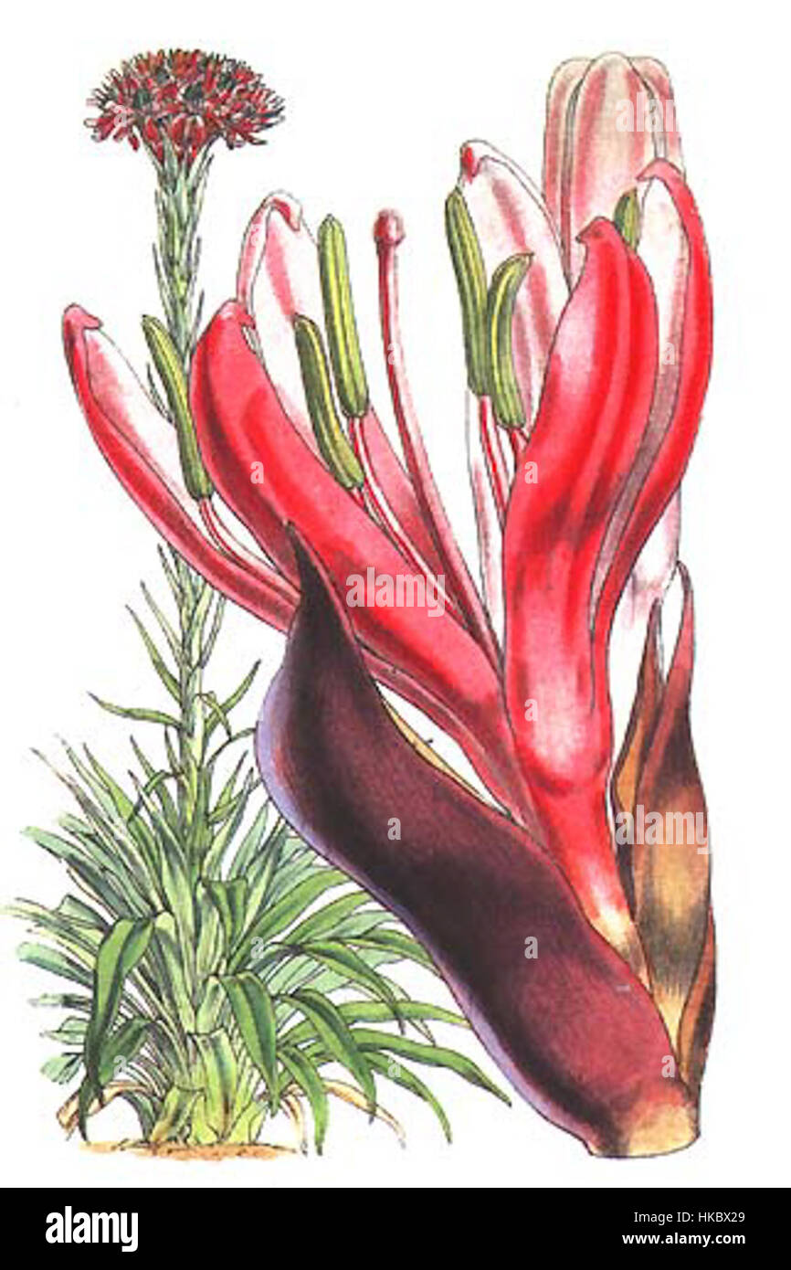 Cette illustration botanique présente Doryanthes excelsa, communément appelé le lys géant. Originaire d'Australie, cette plante est connue pour ses grandes épis floraux et ses grandes fleurs audacieuses, qui sont capturées avec précision dans l'œuvre d'art. Banque D'Images